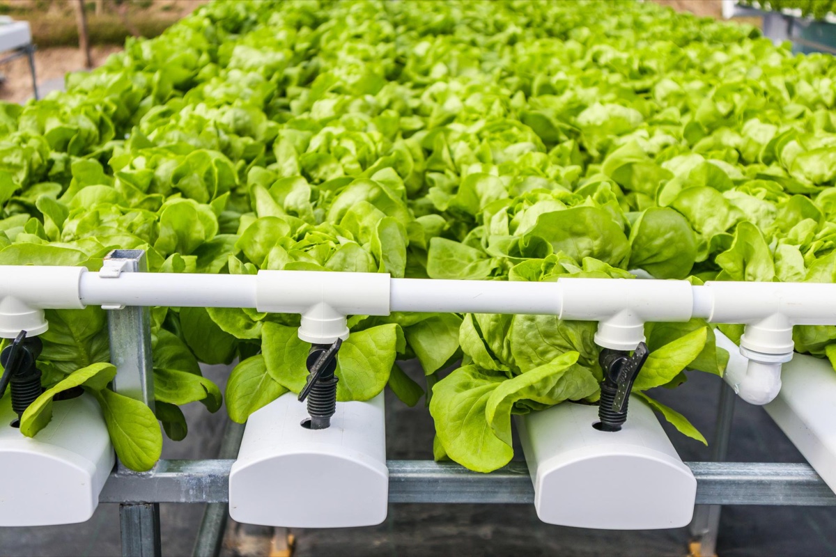 Rows of lettuce growing in a hydroponic irrigation system
