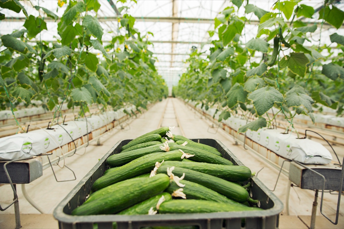 Freshly harvested cucumbers inside a hydroponic greenhouse
