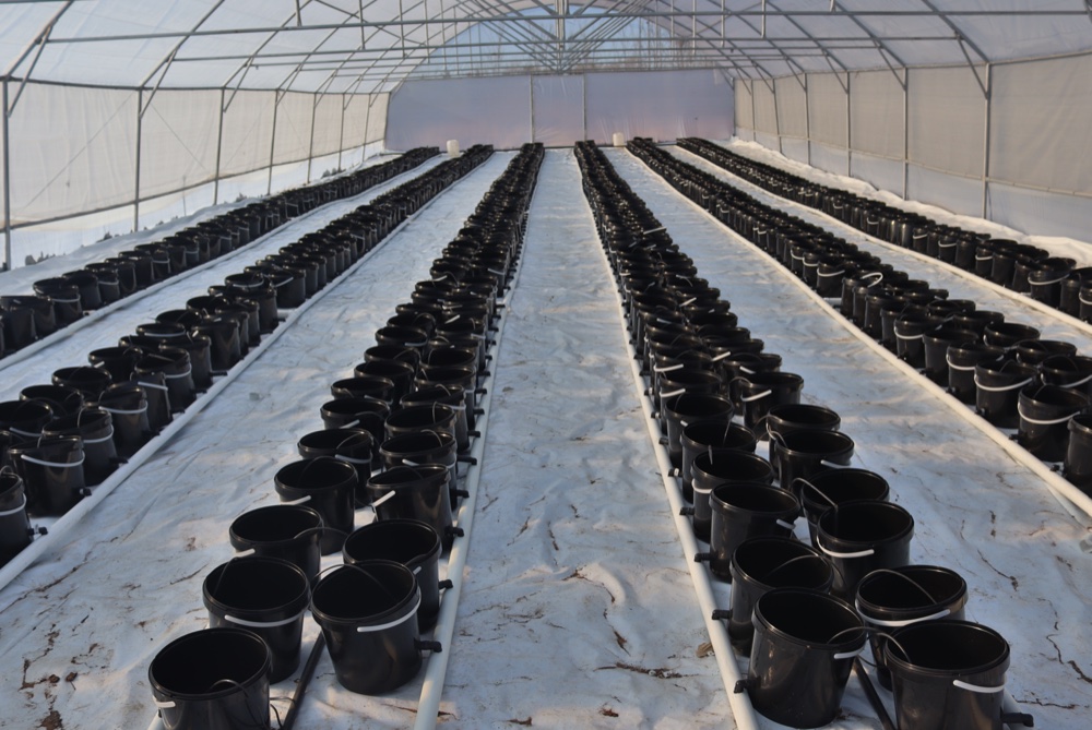 Rows of hydroponic growing buckets and irrigation lines inside a tunnel