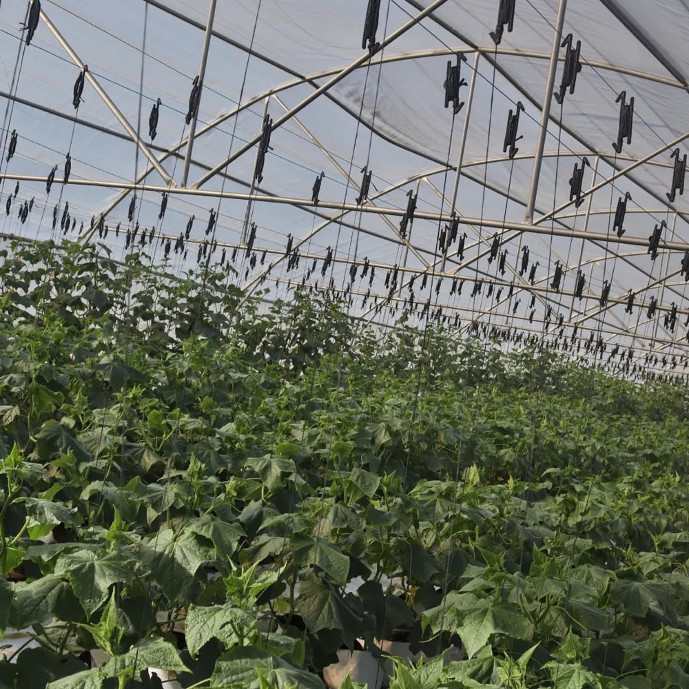 Mature cucumber plants growing inside a hydroponic tunnel